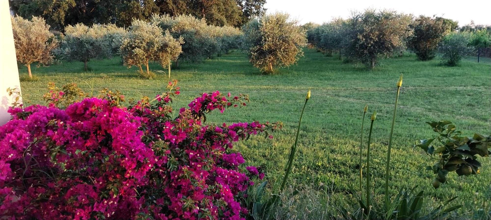 Vila Dubravka - Schoen Und Komfortabel Inmitten Von Olivenbaeumen Und Weinbergen Mit Whirlpool Valtura Bagian luar foto