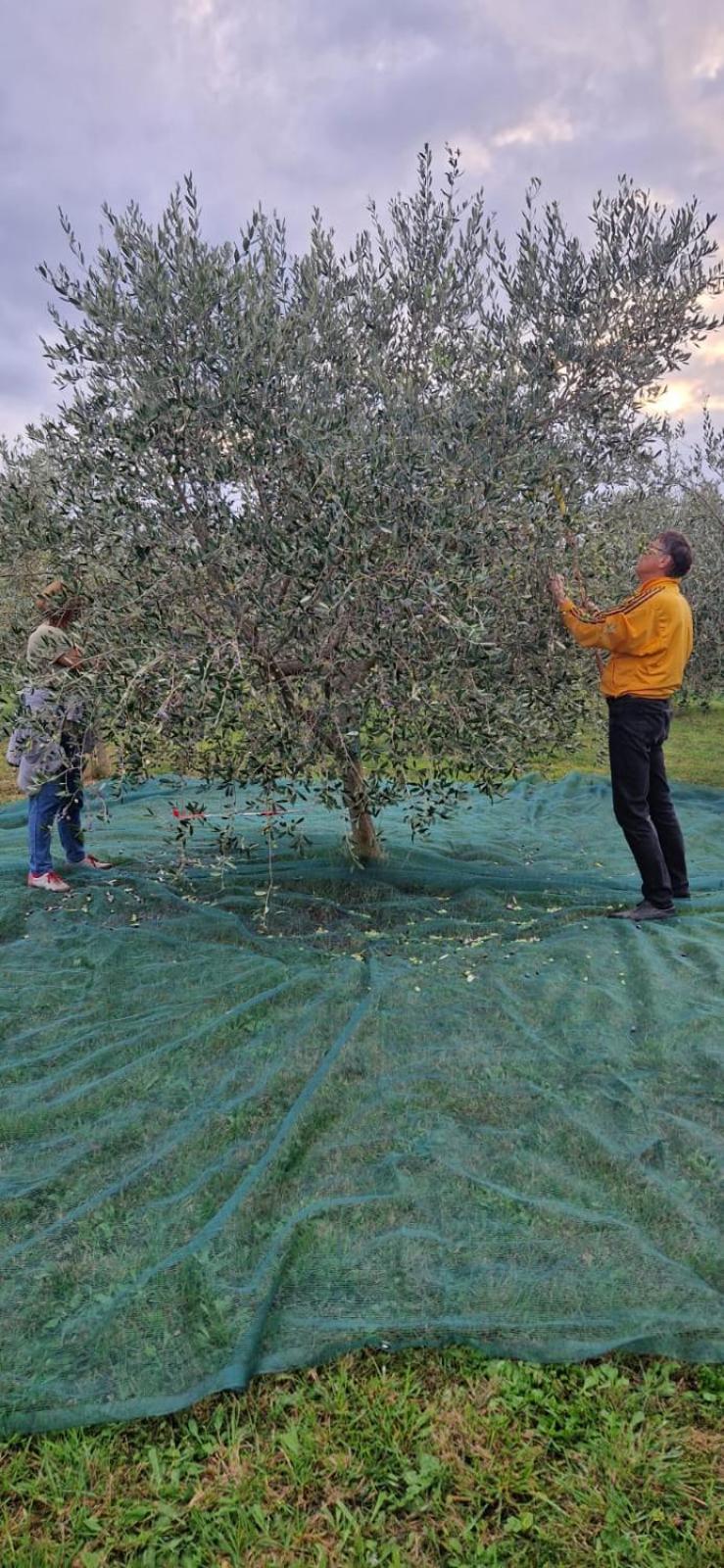 Vila Dubravka - Schoen Und Komfortabel Inmitten Von Olivenbaeumen Und Weinbergen Mit Whirlpool Valtura Bagian luar foto